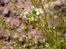 Timna-Park - Timna-Berg