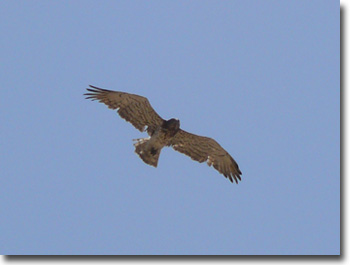 Ein Schlangenadler