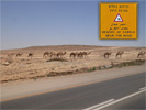 Tiere in der Bibel - Dromedar, das einhöckrige Kamel