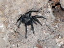 Tiere in der Bibel - Spinne